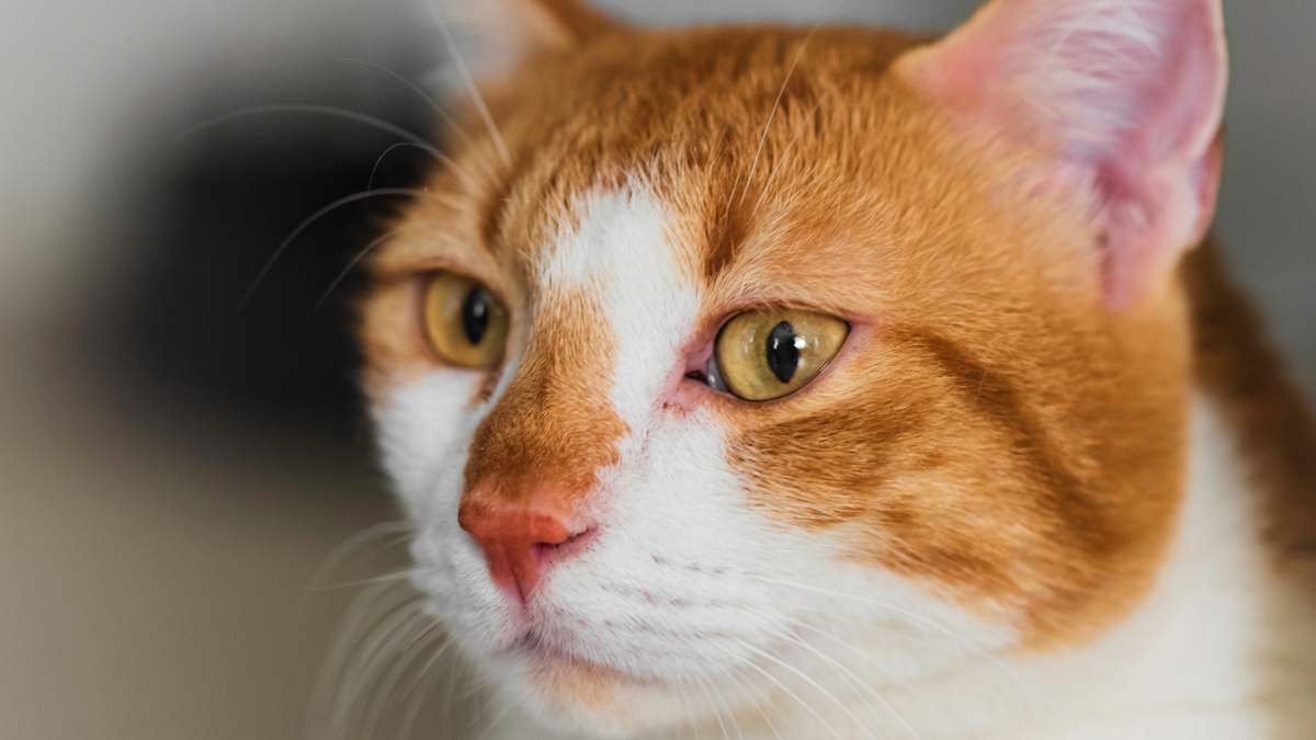 Turuncu kedilerin çoğu neden erkek... Bilim açıkladı