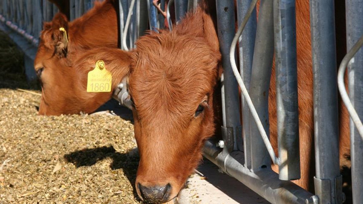 Zam üstüne zam ithalata devam