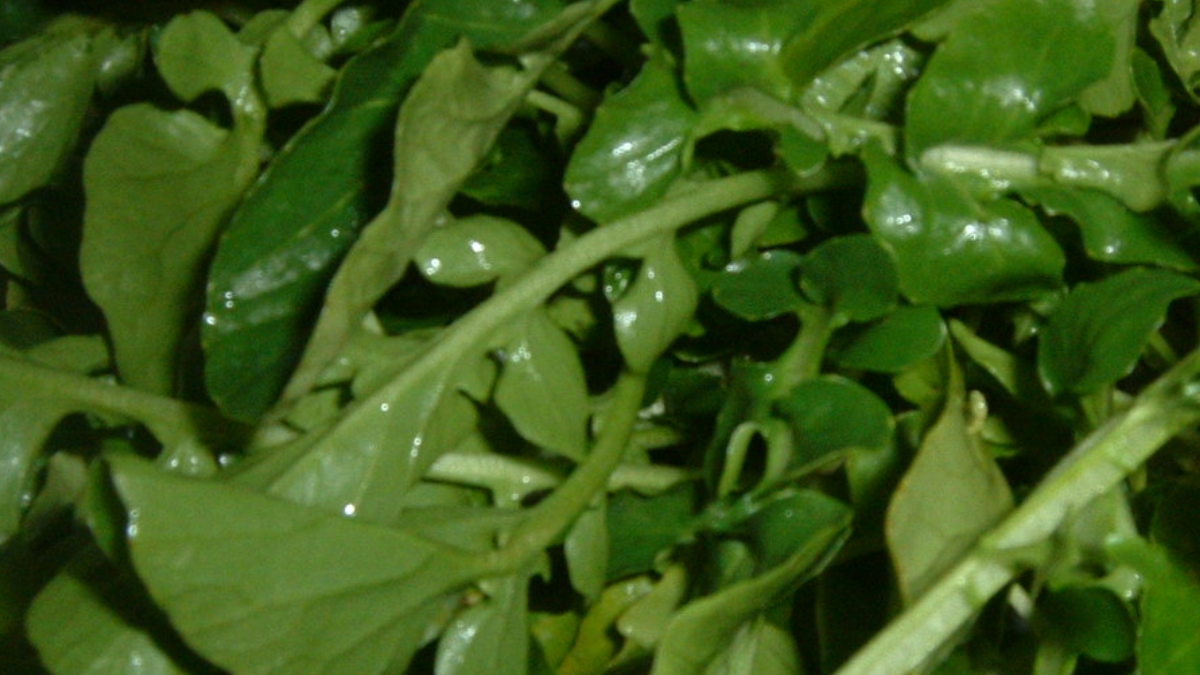 Dünyanın en sağlıklı bitkisi ama Türkler evine bile sokmuyor