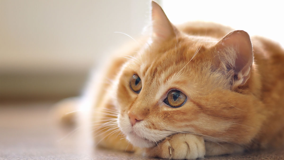 60 yıllık gizem: Turuncu kedilerin genetik sırrı çözüldü