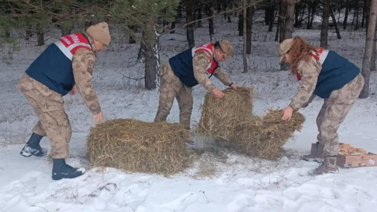 Jandarma yaban hayvanları için doğaya yem bıraktı