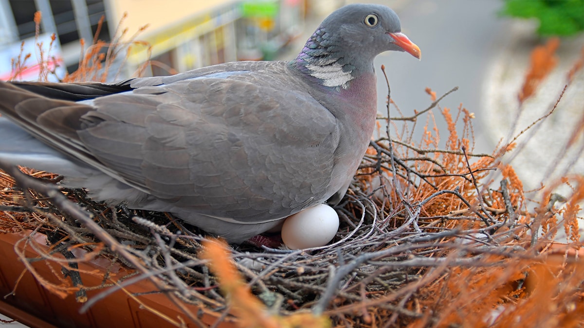 Kuşların balkona yumurta bırakması aslında bu anlama geliyormuş