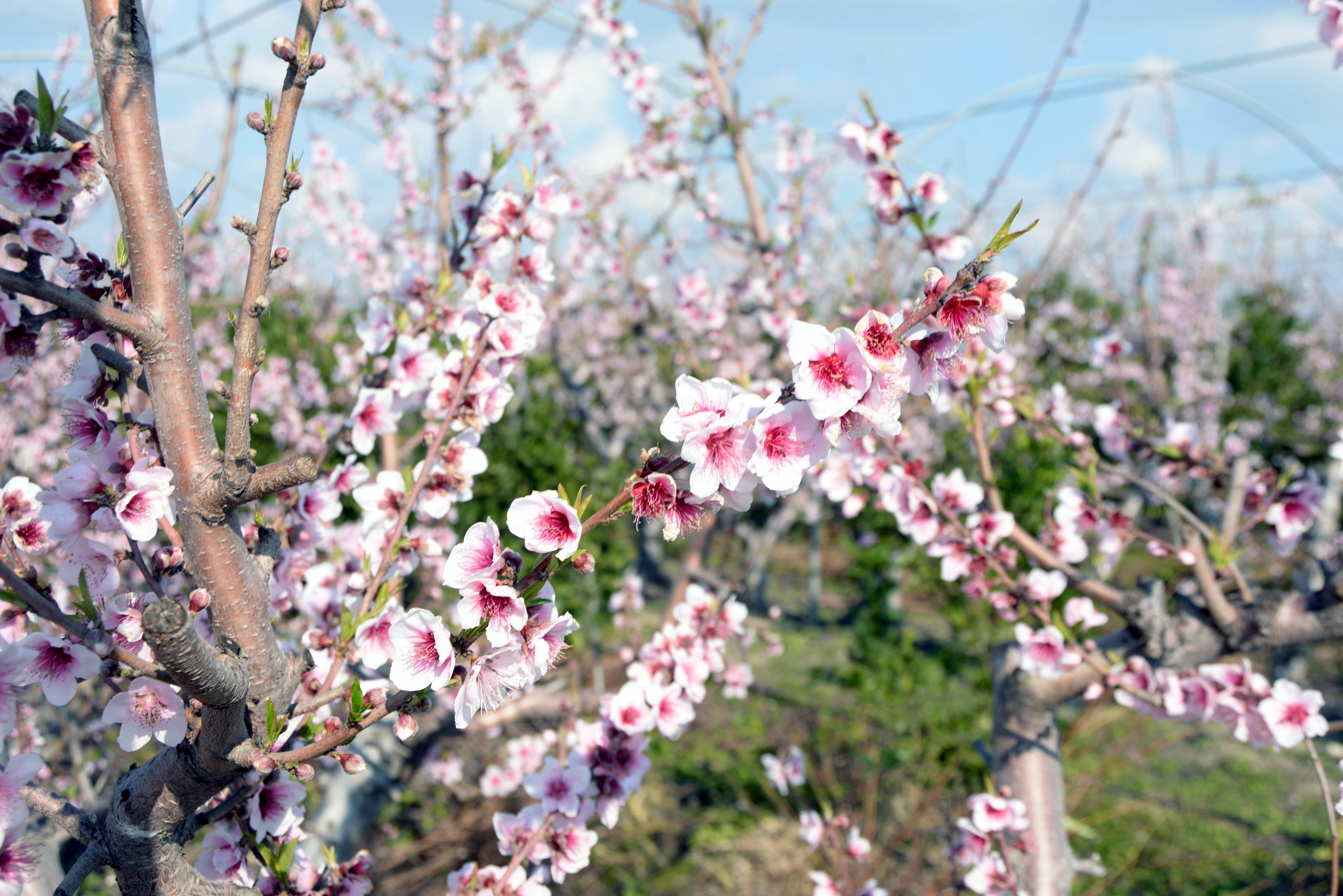 Ağaçlar yalancı bahara aldandı, çiftçi endişeli