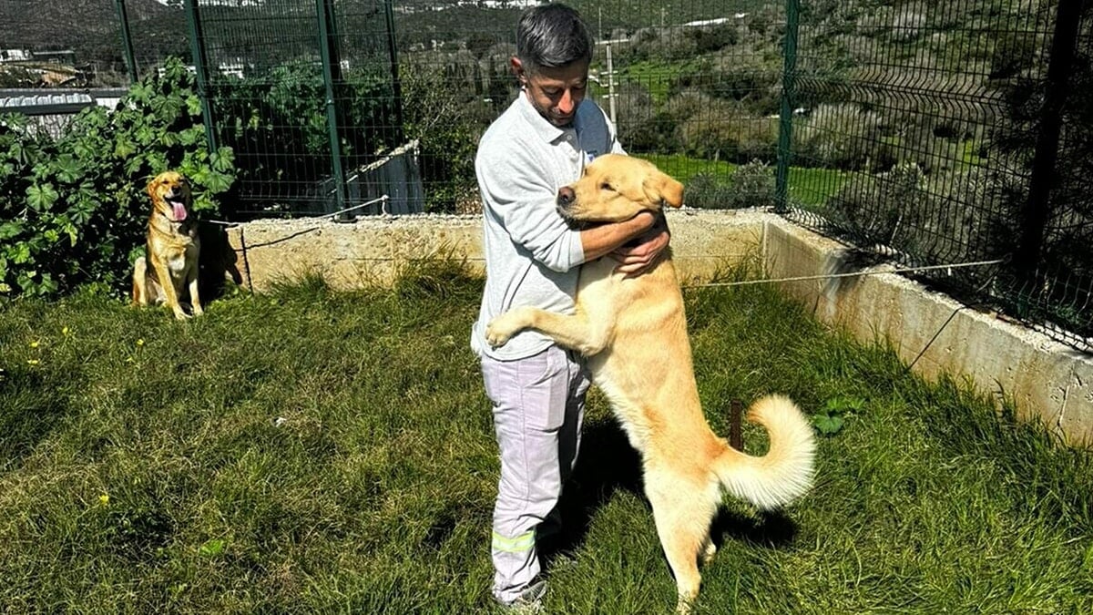 Bodrum'da zehirlenen beş köpek kurtarıldı
