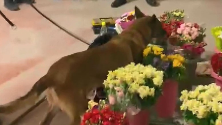 Narkotik köpeğinden gizlenmek için çiçek kullanmışlar