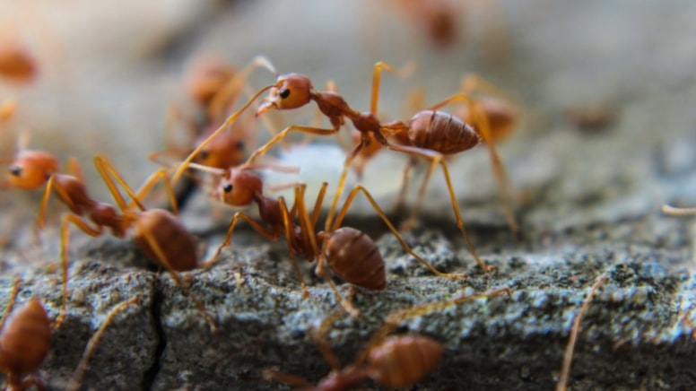 Avustralya karıncalara milyar dolarlık savaş açtı