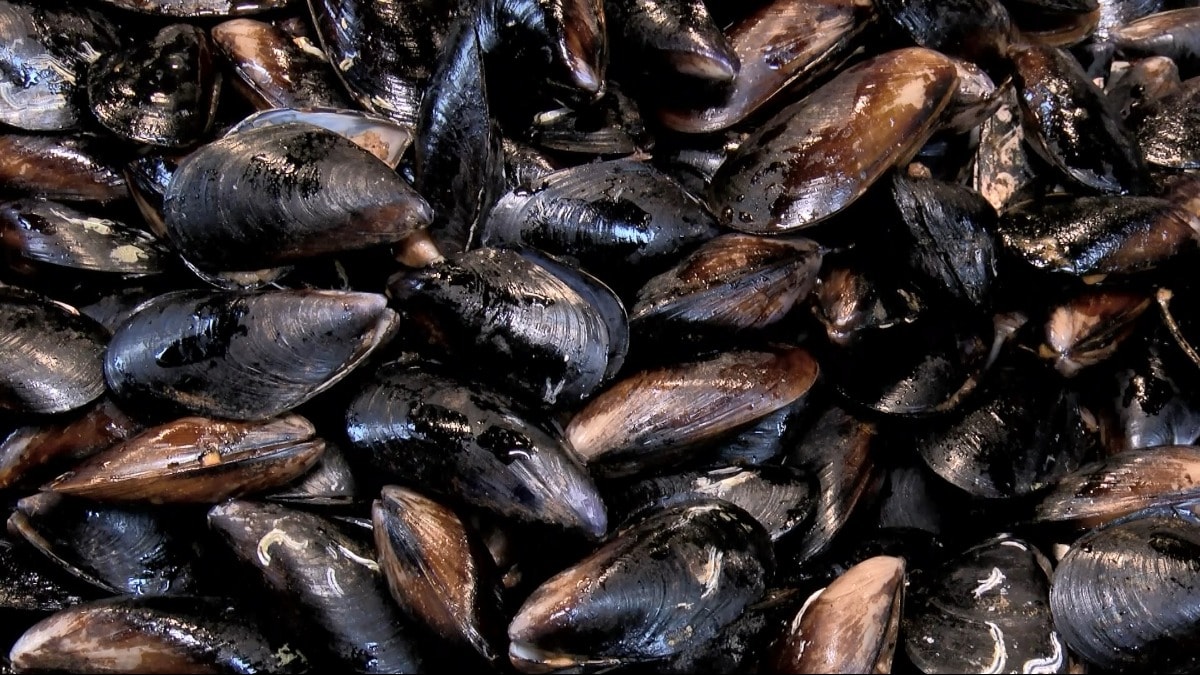 Masanızdaki tehlike... Midye severler dikkat!
