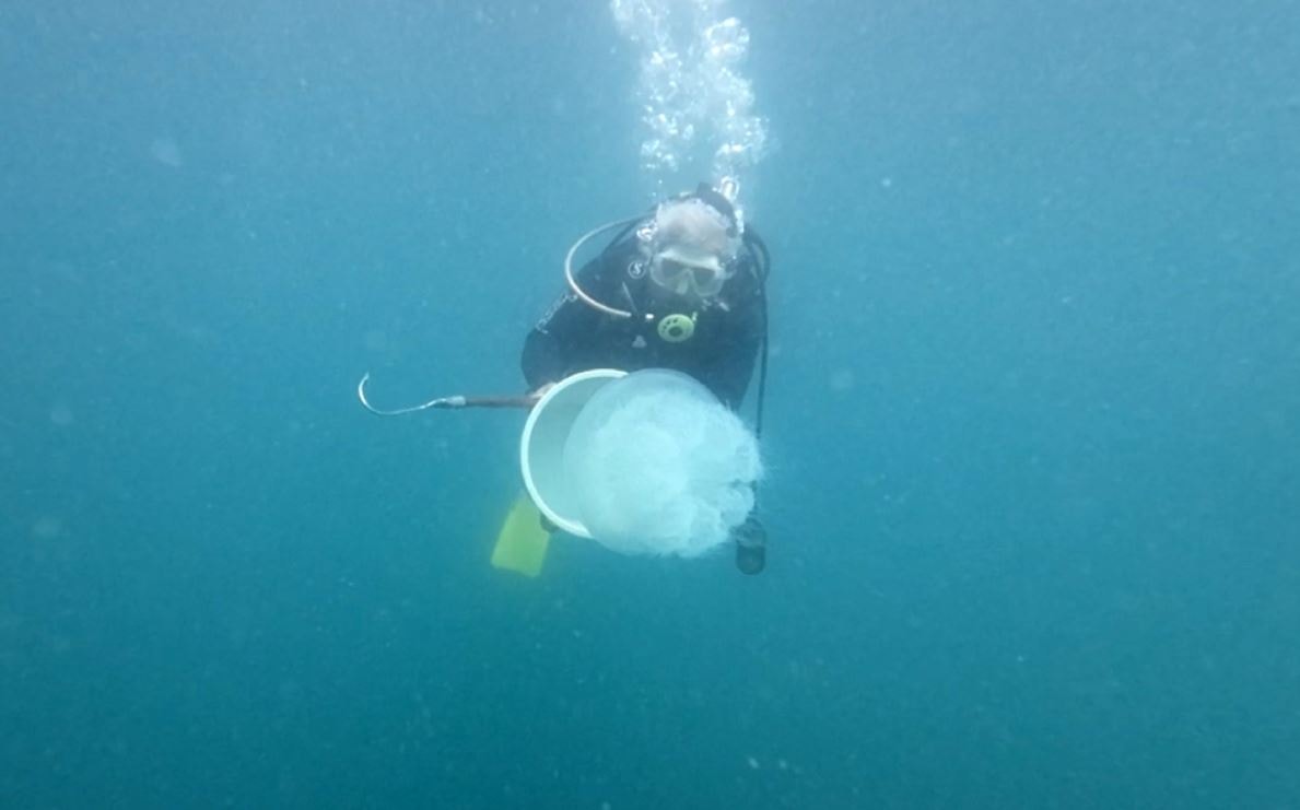 Antalya Körfezi'nde denizanası yoğunluğu yaşanıyor