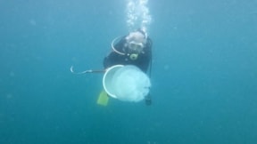 Antalya Körfezi'nde denizanası yoğunluğu yaşanıyor