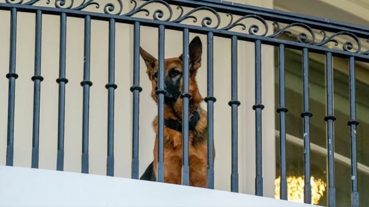 Biden'ın köpeği 24 Gizli Servis personelini ısırmış