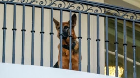 Biden'ın köpeği 24 Gizli Servis personelini ısırmış
