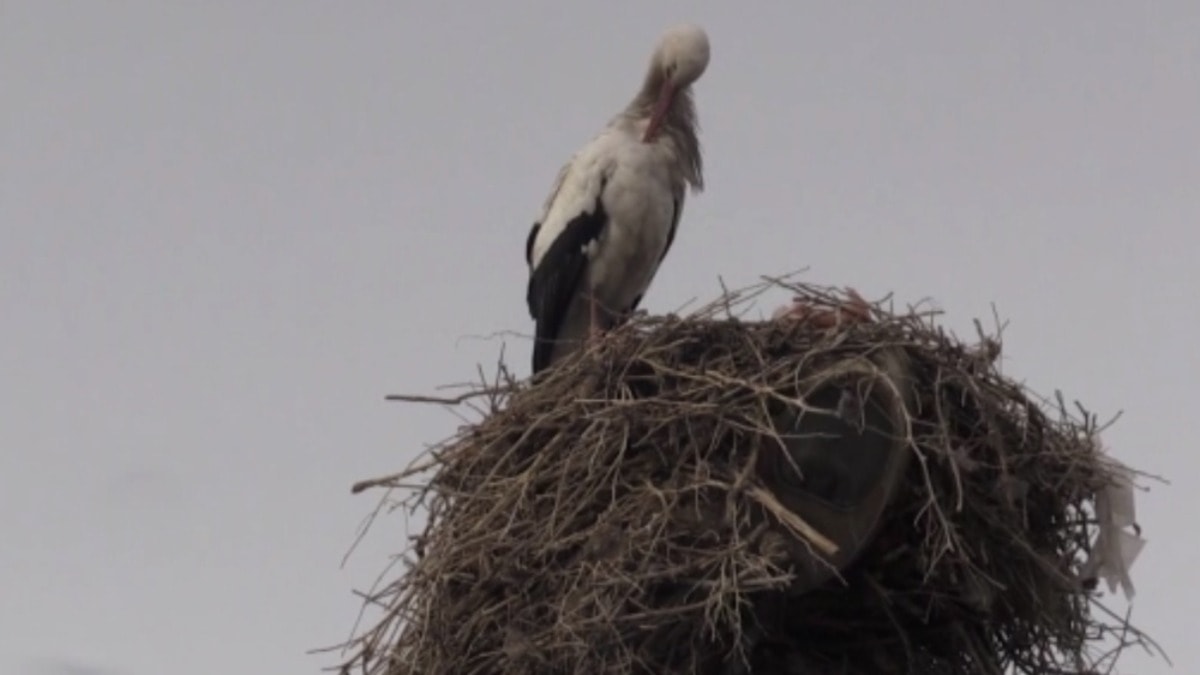 Kış ortasında Kars'a leylekler geldi