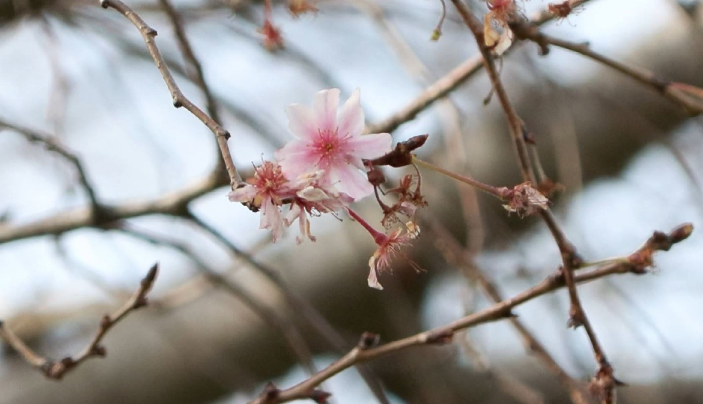 İstanbul’da yalancı bahar... Gıda fiyatları için uyarı