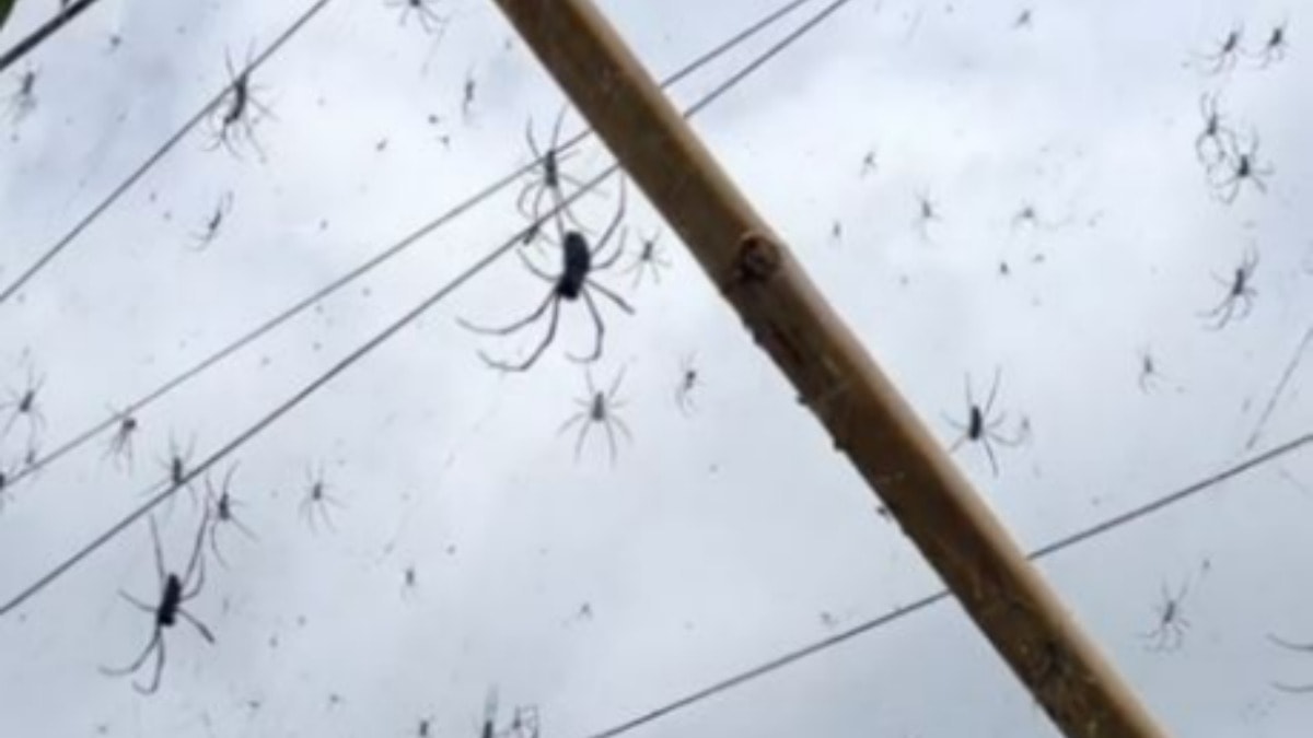Bali'deki örümceklerin videosu TikTok'u dehşete düşürdü
