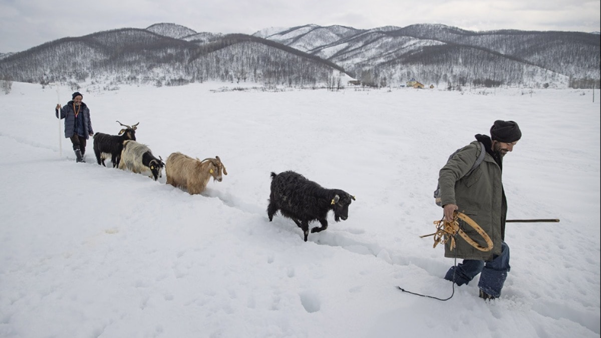 Besicilerin zorlu mesaisi