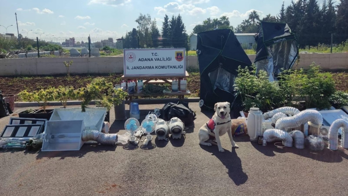 Uyuşturucu tacirleri apartmanda 'sera' kurmuş