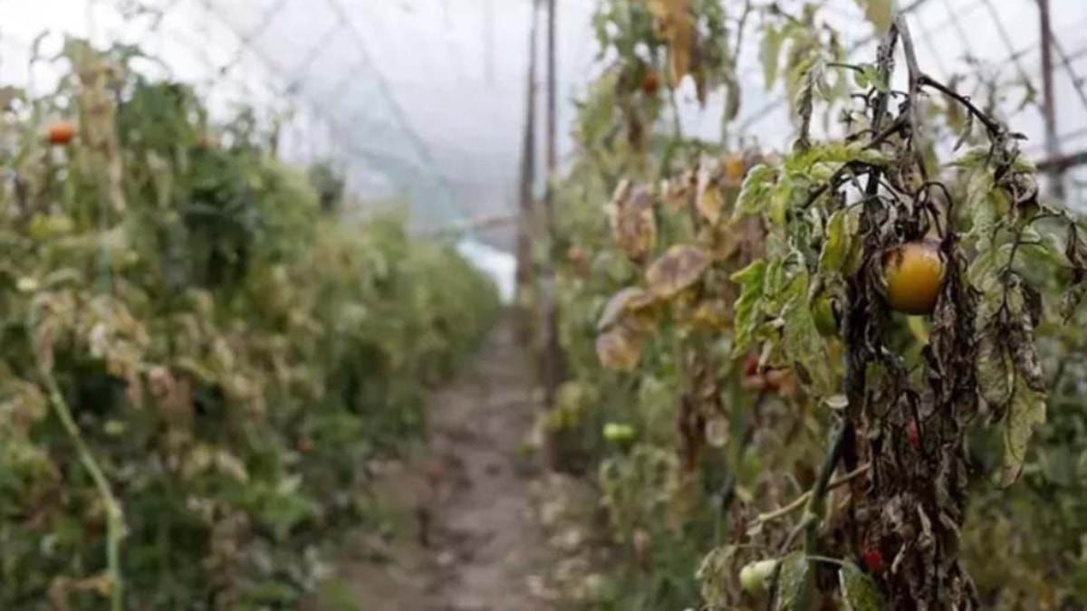 Antalya'da sağanakta zarar gören seralardaki ürünler çöpe dökülecek