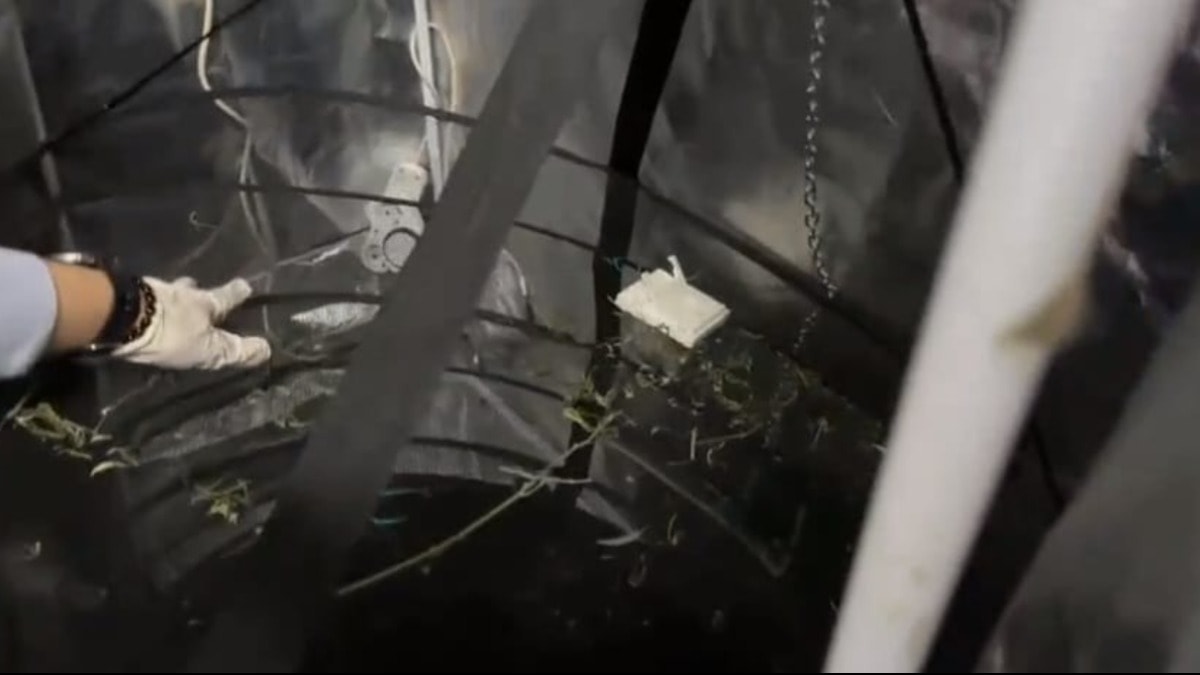 Evine sistem kurup, kenevir serasına çevirmiş