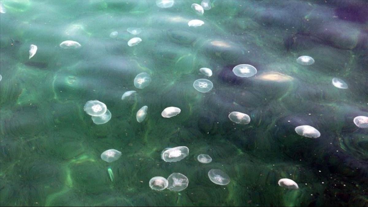 Marmara Denizi'nde denizanası istilası