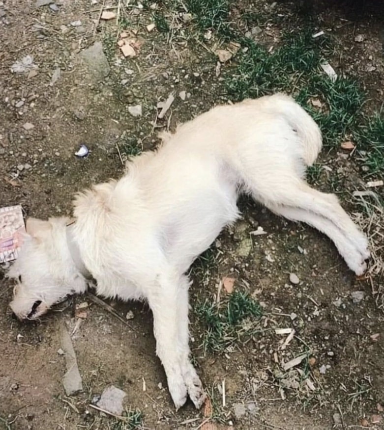 Bunun adı vahşet! 14 köpeği zehirleyerek öldürdüler