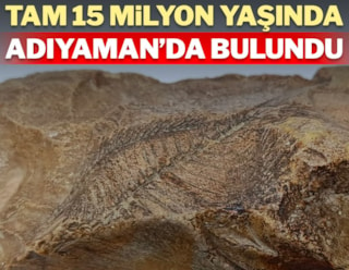 15 milyon yıl öncesine ait… Köylü yürüyüş yaparken buldu