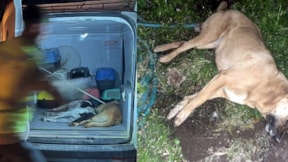 Turistik ilçede gece yarısı kedi köpek katliamı