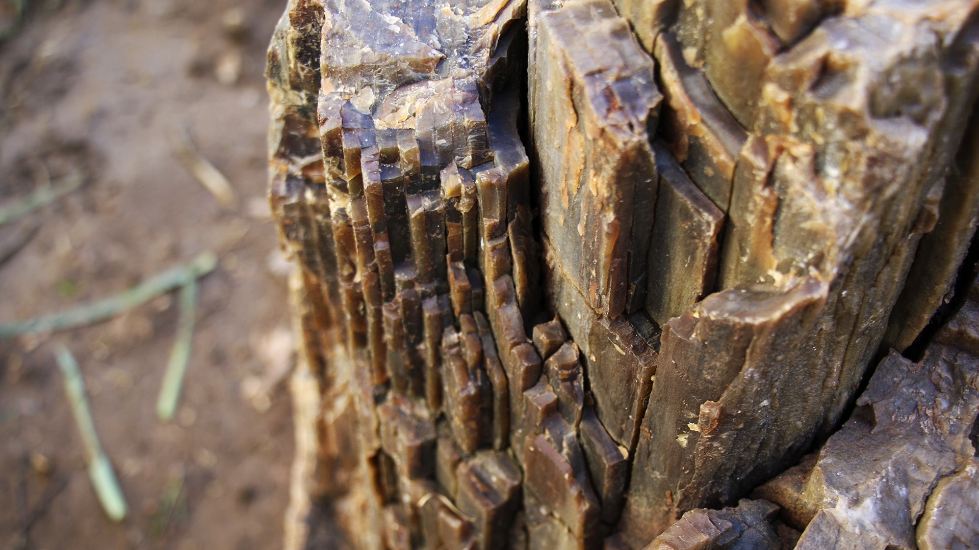 10-16 milyon yıl öncesine ait iki ağaç fosili bulundu