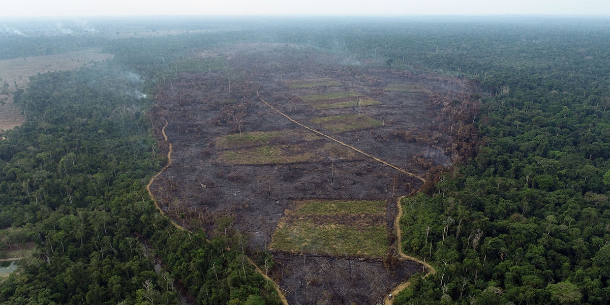 Amazon'un yarısı 2050'ye kadar yok olabilir