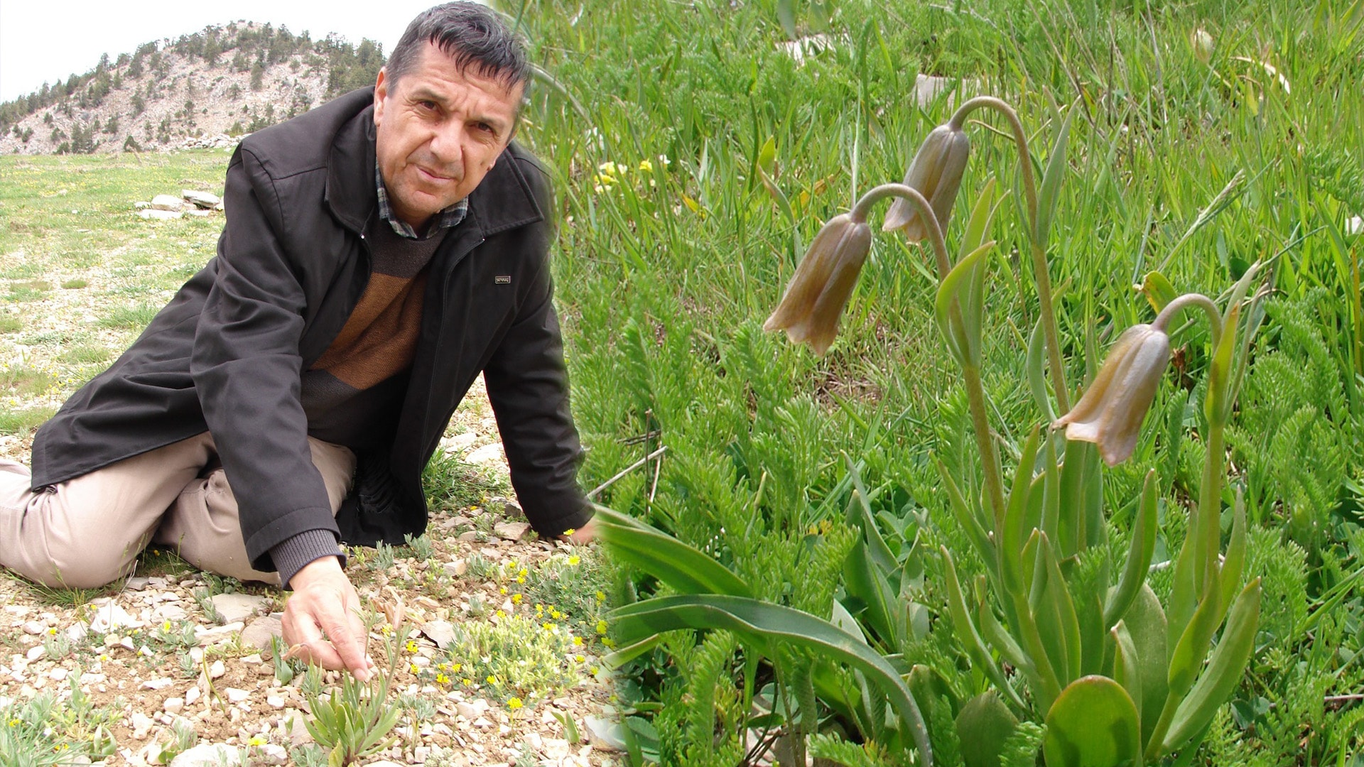 Anamur'da ters lale türü keşfedildi