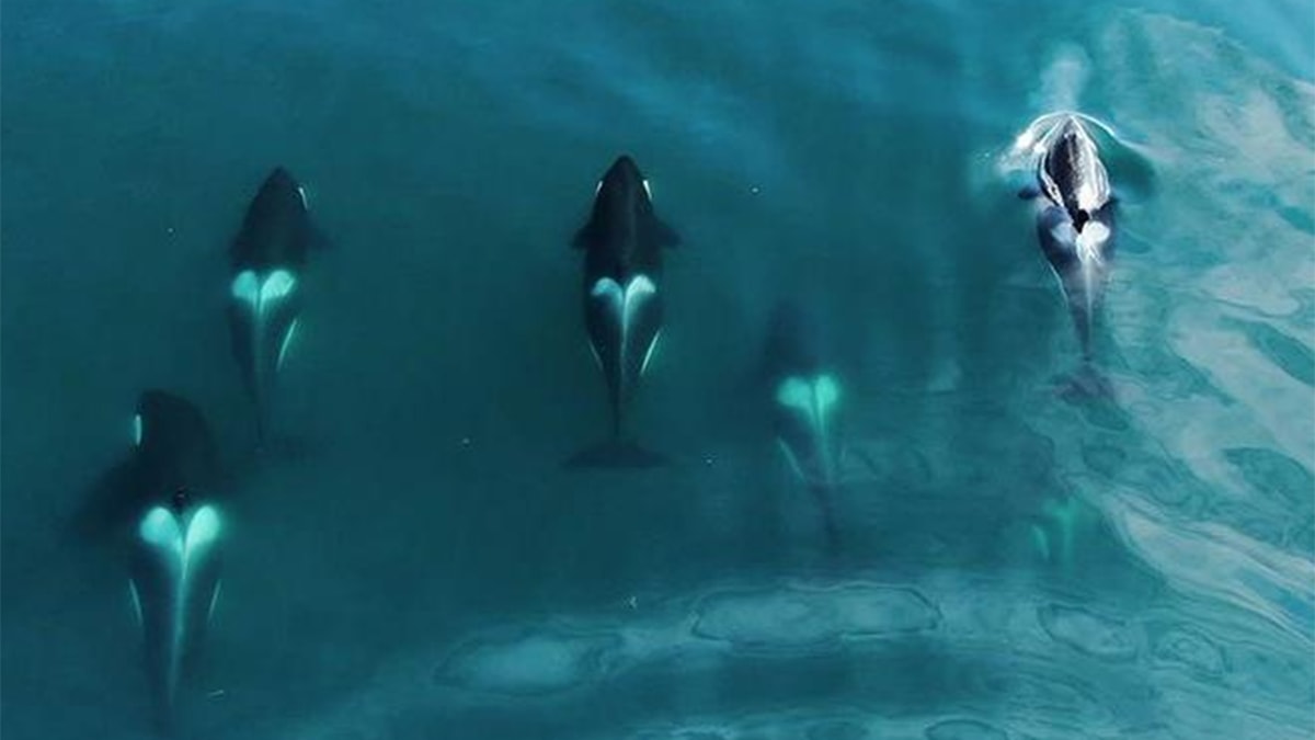 Japonya'da 10 katil balina buzda sıkışıp kaldı