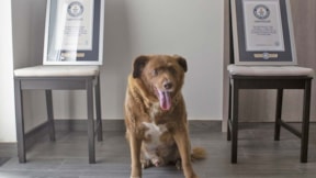 Bobi'ye verilen 'dünyanın en yaşlı köpeği' unvanı geri alındı