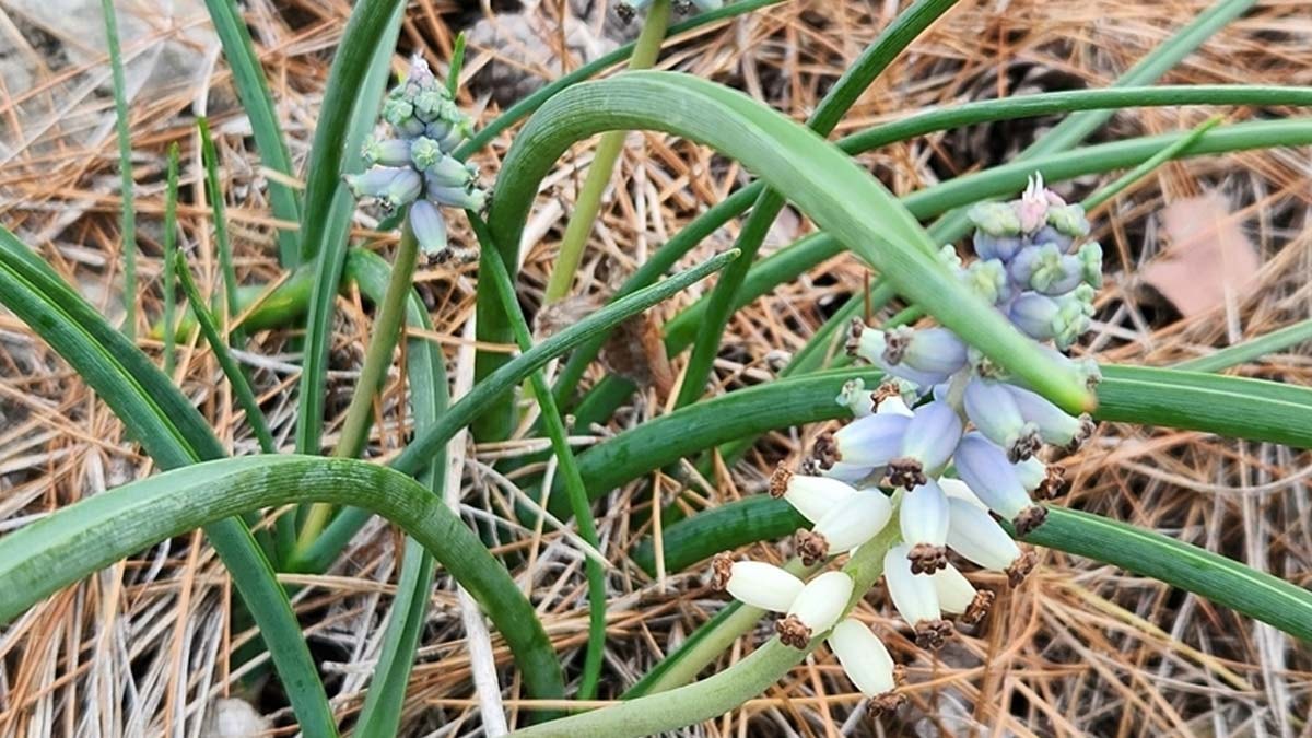 Dağ sümbülleri çiçek açtı
