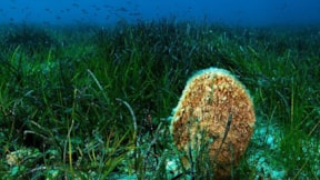 Sinop açıklarındaki deniz çayırları keşfediliyor