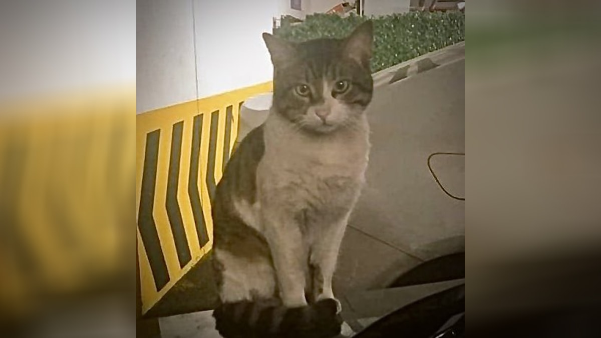 Eros'u tekmeleyerek öldüren sanığa verilen cezaya itiraz edilecek