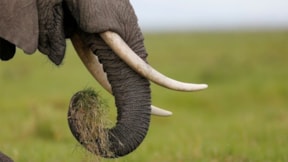 Fillerin eğlence amacıyla kullanılması yasaklandı