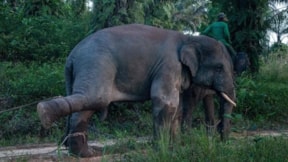 Sokakta dilendirilen fil, sahibini öldürdü