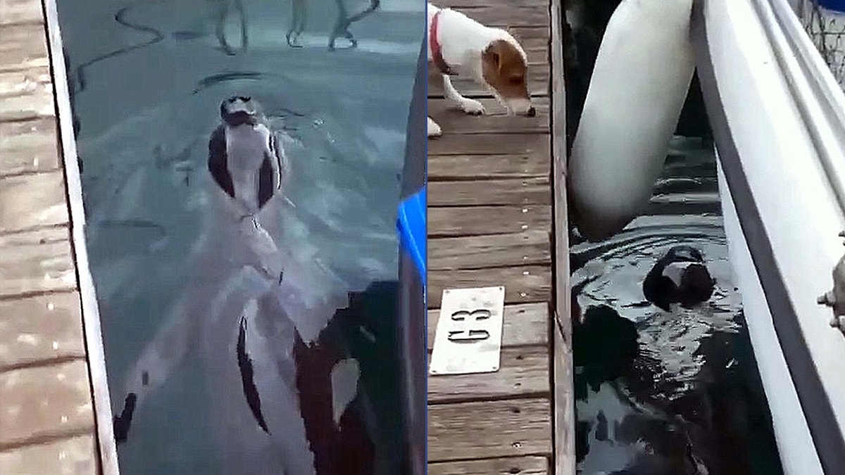 Akdeniz foku limana bir uğradı