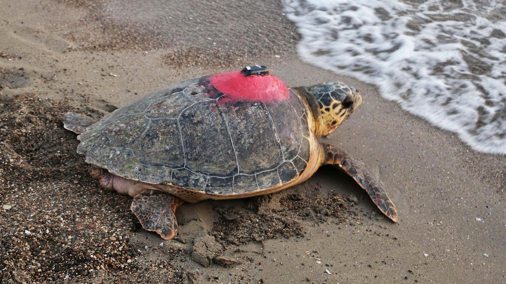 56 deniz kaplumbağasından sinyal alınamıyor