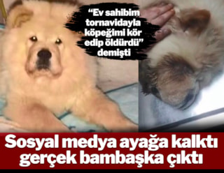 'Ev sahibim tornavidayla köpeğimi kör edip öldürdü' demişti gerçek bambaşka çıktı