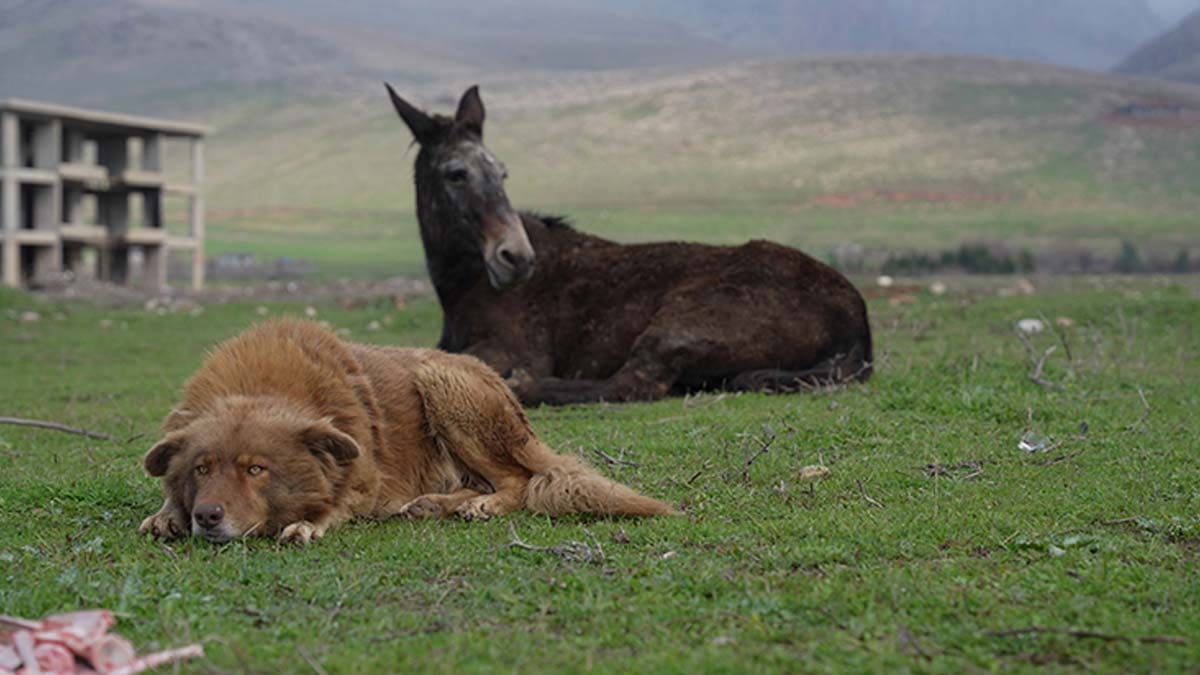 Katır ve köpeğin dostluğu görenleri gülümsetiyor