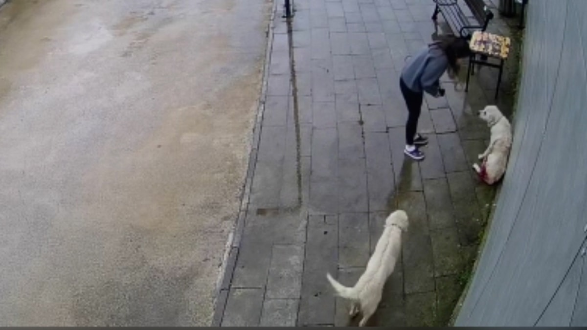 Tüfekle vurulan köpek hastaneye sığındı