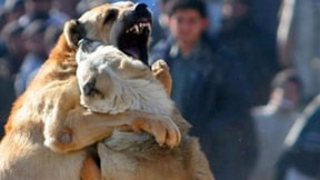 Kayseri'de köpek dövüşüne 12 gözaltı