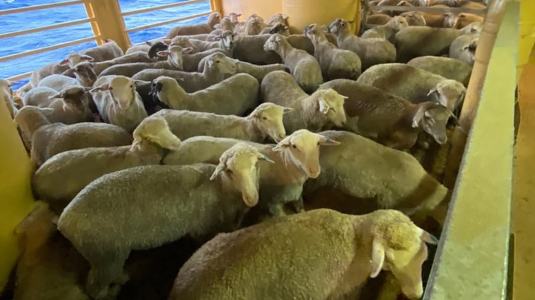 Konya'da kuzeninin koyunlarını çalıp satan şahıs yakalandı