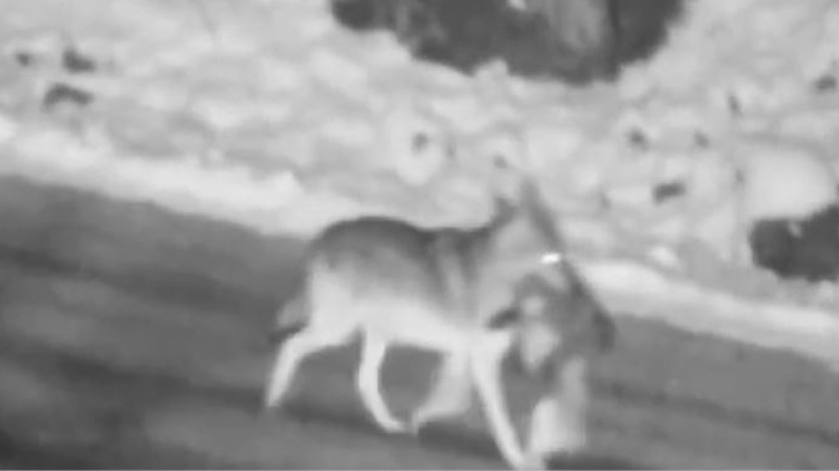 Beldeye inen kurt, sokak köpeğini parçaladı