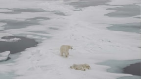 Kutup ayıların yeni avlanma teknikleri şaşırtıyor