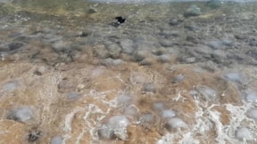 Mersin'de çok sayıda ölü denizanası sahillere vurdu