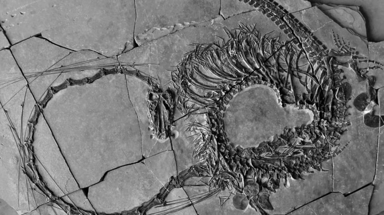 240 milyon yıllık ejderhanın bütün haldeki fosili bulundu