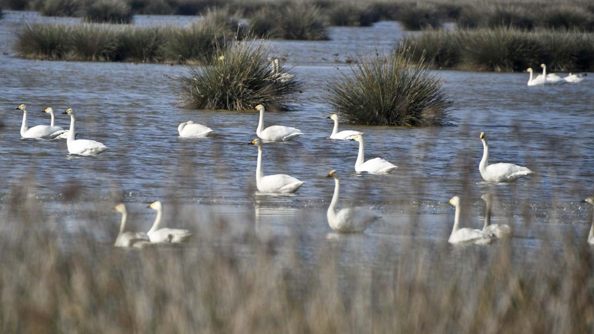 Kızılırmak Deltası Kuş Cenneti'nde ziyaretçi rekoru