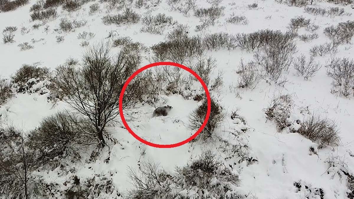 Kış uykusuna yatamayan ayı görüntülendi