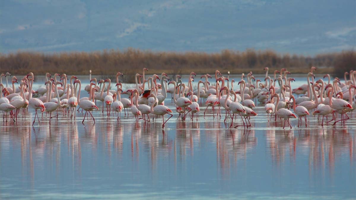 Göçmen kuşların cenneti: Akgöl sazlıkları
